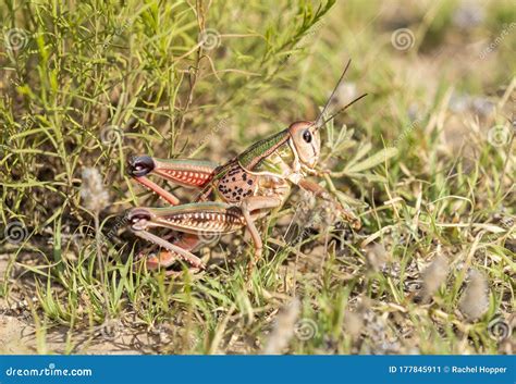 Plains Lubber Grasshopper Brachystola Magna Perched On The Ground In Vegetation In Eastern