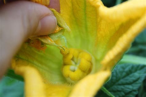 How To Hand Pollinate Your Pumpkin Plants Gardeners Path