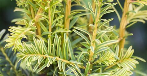 Taxus baccata Fastigiata Goldstar Gelbe Säuleneibe Fastigiata