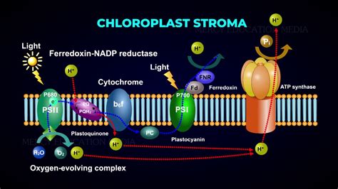 Electron Transport System Photophosphorylation Photolysis Of Water Youtube