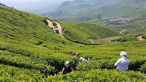 Munnar Private Day Trip