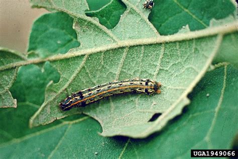 Cotton Leafworm Tobacco Cutworm Spodoptera Litura