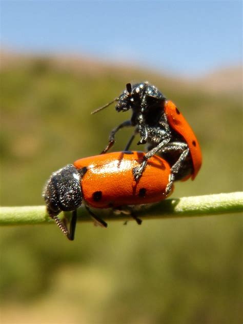 Ladybug Sex Free Photo On Pixabay Pixabay