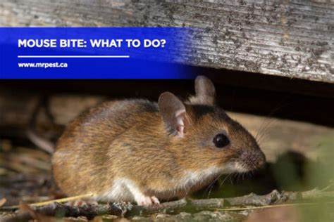 Mouse Bite: What to Do? - Mr Pest Control