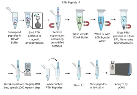 Ptmscan Hs Symmetric Di Methyl Arginine Motif Sdme Rg Kit Cell