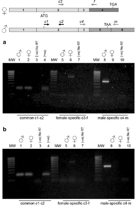 Detection Of Sex Specific Bd1dsx And Bcdsx Transcripts By Rt Pcr Download Scientific Diagram