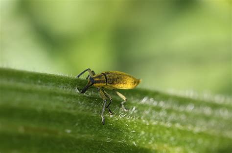 Lixus Iridis From Oudalle France On July At Am By