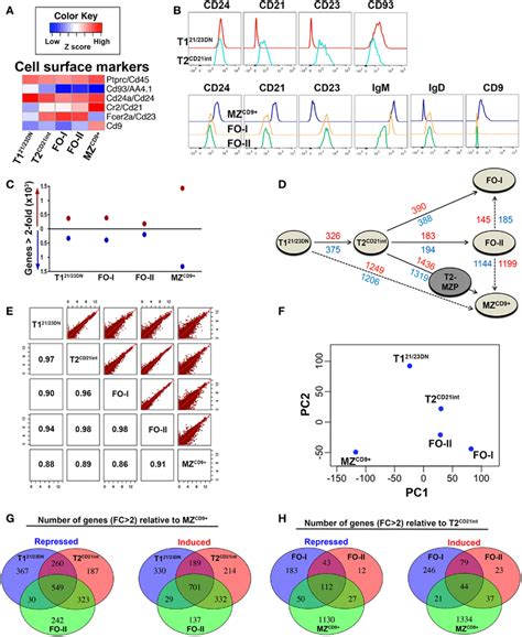 Global Gene Expression Profiles Define Hierarchical Relationships Among