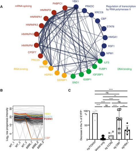 The Foxn1 Interactome A String Protein Protein Interaction Analysis