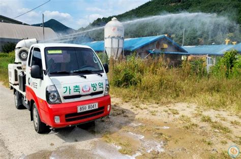 경북도 설 명절 대비 가축질병 특별방역대책 추진 뉴스 청도투데이