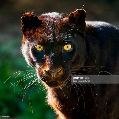 Black Panther Face Detail Black Leopard Panthera Pardus High Res Stock