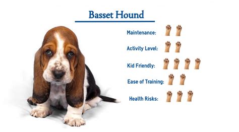 Basset Hound Everything You Need To Know At A Glance