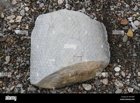 One Of Many Fossils Found Below The Cliff At The Joggins Fossil Centre