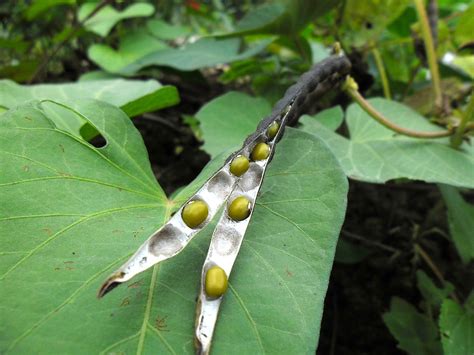 Mudga Vigna Radiata Linn Wilczek Phaseolus Radiatus Linn