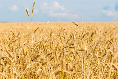 Campo De Trigo Pronto Para A Colheita Foto De Stock Imagem De Dourado