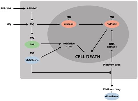 Frontiers Targeting Of Mutant P And The Cellular Redox Balance By