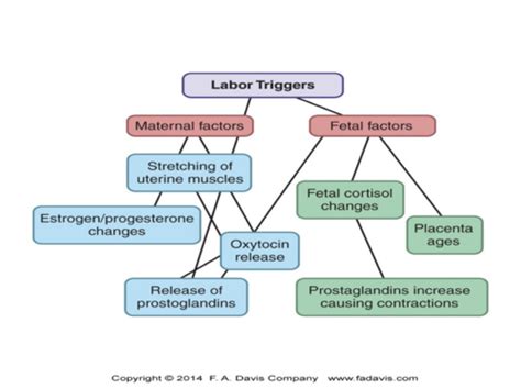 Chapter 8 Labor And Birth Flashcards Quizlet