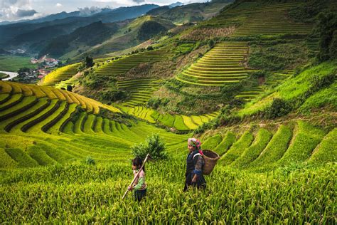 Ontdek De Rijstvelden Van Sapa In Vietnam