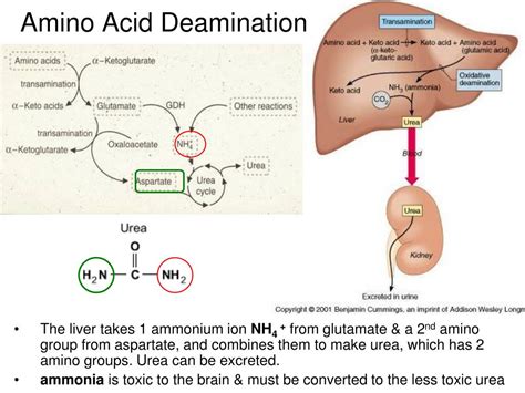 Ppt The Liver And Gallbladder Powerpoint Presentation Free Download Id 1987239