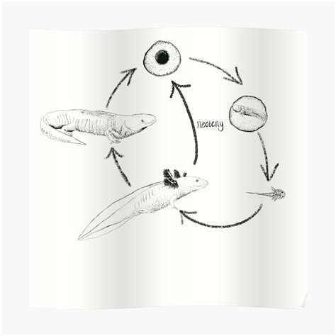 "Axolotl Metamorphosis - Neoteny Diagram" Poster by georgieaxolotl | Redbubble