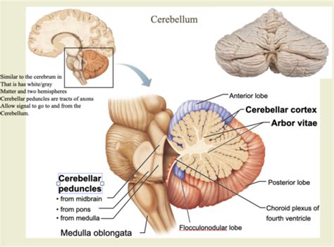 Test 3 Cerebellum Flashcards Quizlet