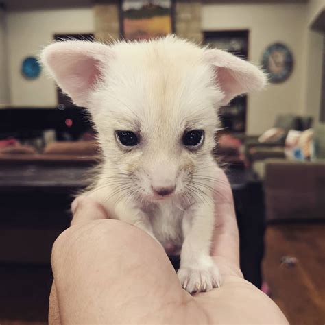 Fennec Fox For Sale In Tennessee 58 Petzlover