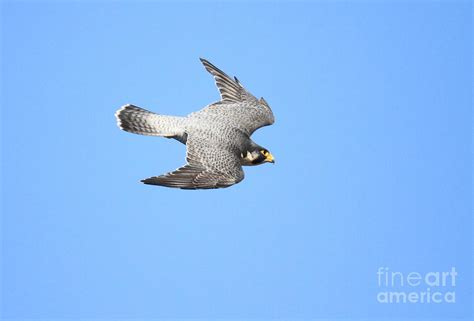 Peregrine Falcon in a Dive Photograph by Akihiro Asami - Fine Art America