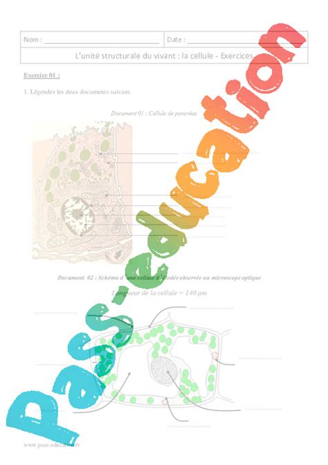 C Llule Unit Structurale Du Vivant Nde Exercices Corrig S Pdf