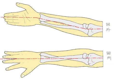 肘関節と手関節、橈骨と尺骨の仕組み 福岡の弁護士による後遺障害・等級認定サポート