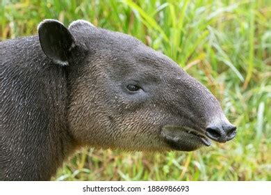 Profile Elusive Bairds Tapir Costa Rica Stock Photo 1886986693 | Shutterstock