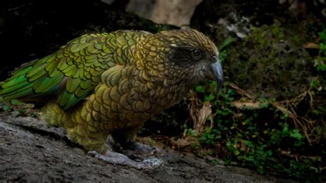 Nz Kea Capture Magazine