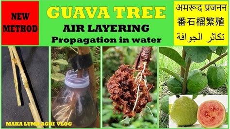 Guava Tree Air Layering Propagation in Water अमरद फल परसर 番石榴樹繁殖