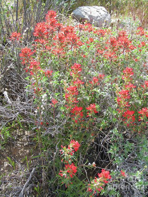 Desert Indian Paintbrush Photograph By J Marielle