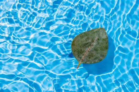 Floating Petals In The Daytime Water Ripples Outdoor Floating Petals