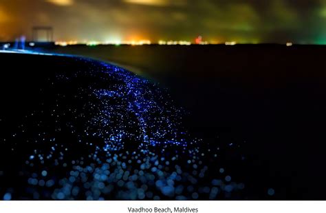 Vaadhoo Island Maldives Bioluminescent Shoreline Travoh