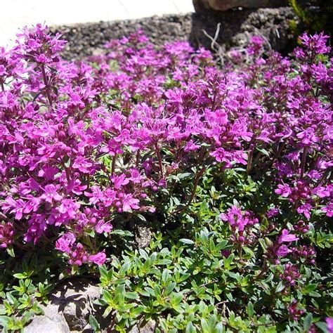 Thymus serpyllum coccineus 'Thyme Creeping Red' | Buy Herb Plants