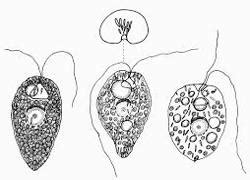 Explain Chrysophytes of Kingdom Protista - QS Study