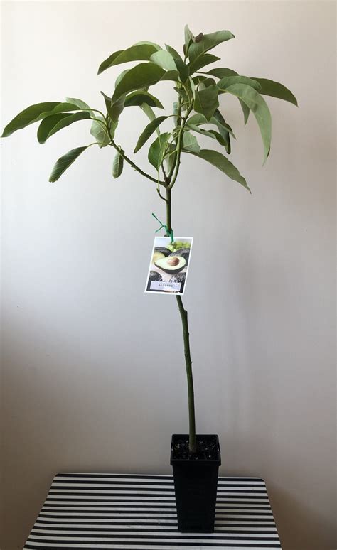 Grafted Hass Avocado 90mm pots - Fruit Tree Lane