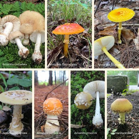 Yes, A. Muscaria var. guessowii is Psychoactive | DoubleBlind Mag