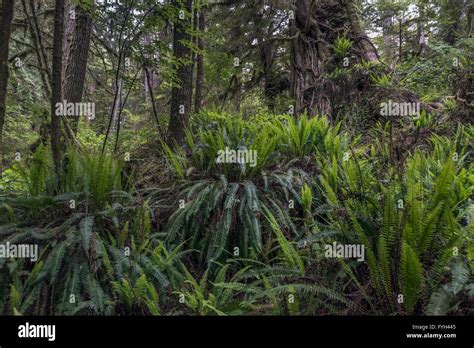 Impenetrable Rain Forest Pacific Rim National Park Tofino British