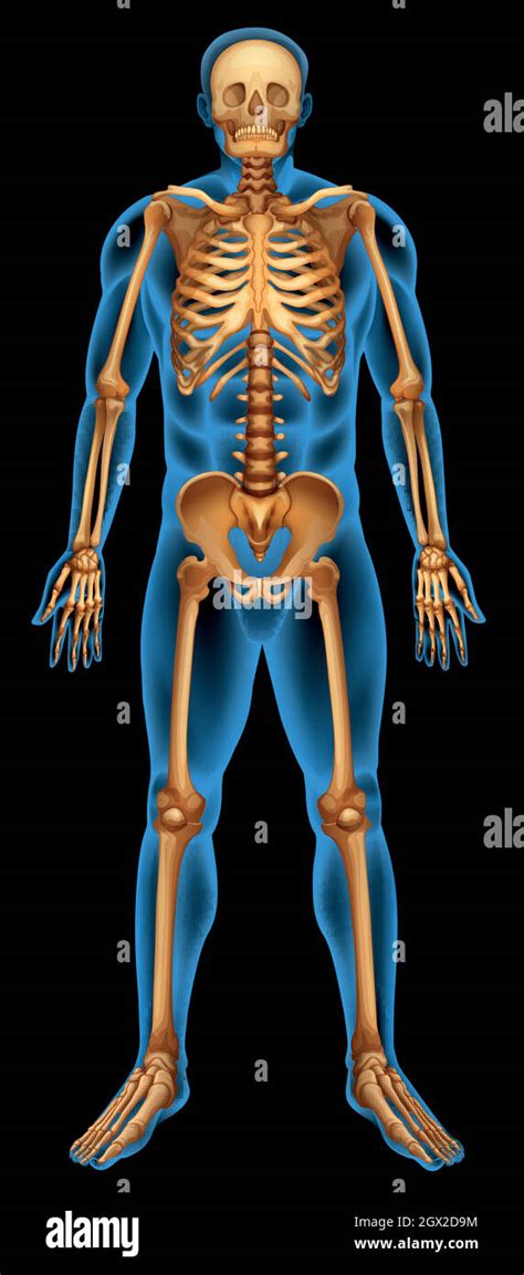 Skelett Mensch Ventral Stock Vektorgrafiken Kaufen Alamy