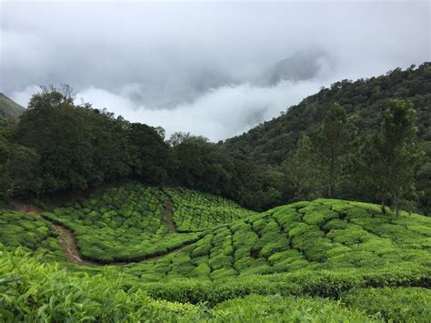 Top 11 Must Visit Tea Estates In Assam 2024 Get Ready For A Scenic Adv