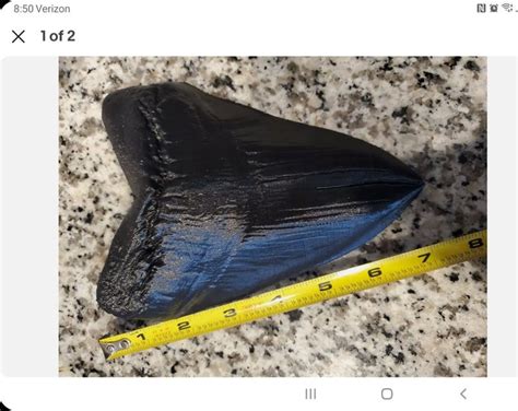 Megalodon Tooth Replica - Etsy