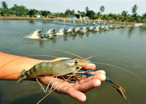 Freshwater Shrimp Farming In Thailand Fish Feed Extruder Machine Price