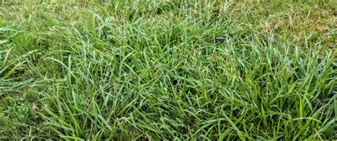 Weed Control FAQ S J C Lawn Care