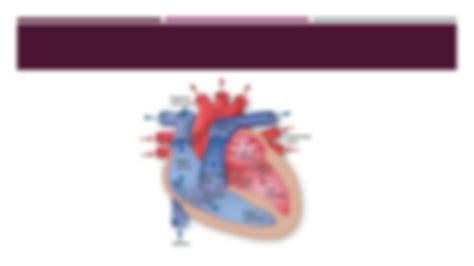 SOLUTION: Anatomy of cardiovascular and respiratory system - Studypool