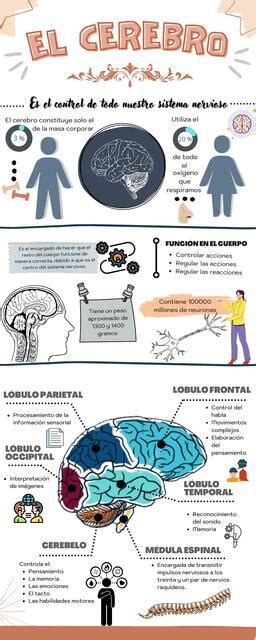 Infografía De Neurociencias Vanessa Neciosup Zeña Udocz