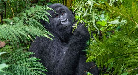 Days Congo Uganda Rwanda Safari Gorilla Trekking Tour