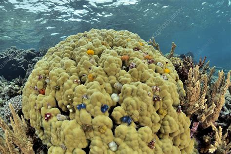 Hard Coral With Christmas Tree Worms Stock Image C0519320