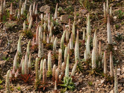Orostachys Fimbriata Dunces Caps World Of Succulents